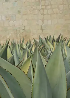 Layers: Agave