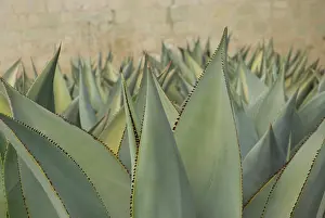 Layers: Agave