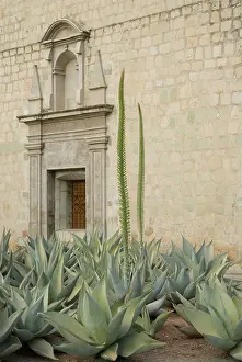 Leadership: Agave
