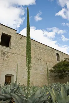 Leadership: Agave
