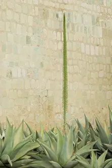 Leadership: Agave