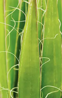 Chaos: Agave