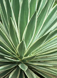 Agave: Agave