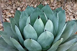 Parryi: Agave