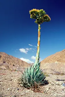 Agaves: AGAVE