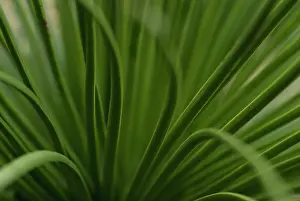 Stricta: Agave