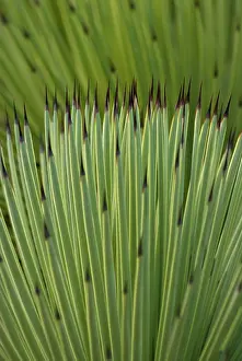 Needles: Agave