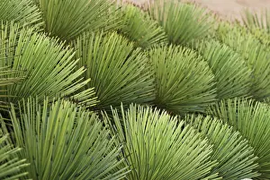 Layers: Agave