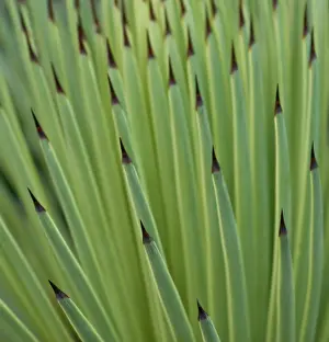 Layers: Agave