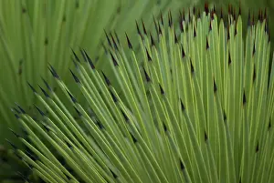 Layers: Agave