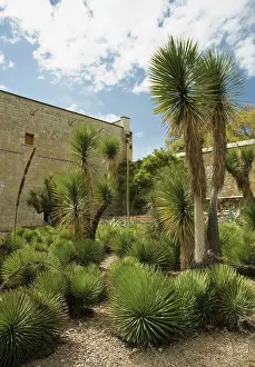 Stricta: Agave