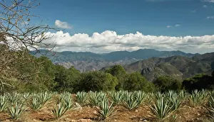 Persistence: Agave