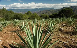 Persistence: Agave