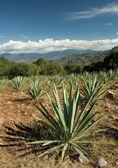 Persistence: Agave