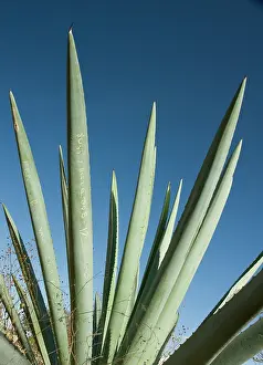 Persistence: Agave