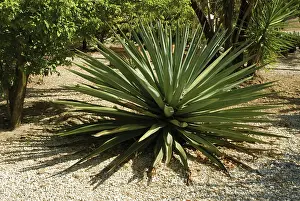Tough: Agave