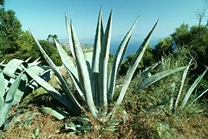 Agaves: Agave americana - climate change garden species