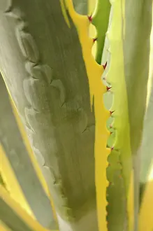 Aloe: Agave