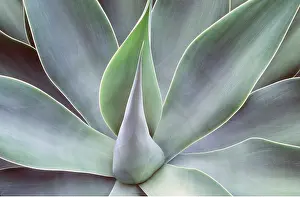 Kallen Marc Ferrero: AGAVE ATTENUATUM - close-up