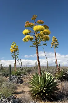 Agaves: Agave (coastal Agave)