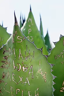 Agave: Agave, Giant agave, Agave salmiana, Close view of grafitti s
