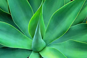 Agaves: Agave Leaves