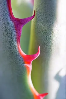 Parryi: Agave - spines