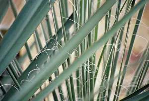 Twin: Agave