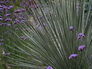 Layers: Agave