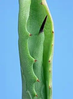 Agave: Agave - young leaves come out of the bloom protected