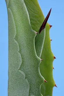 Agave: Agave - young leaves come out of the bloom protected