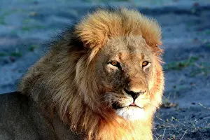 Hwange: Age: 10 years