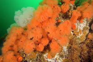 Damselfishes: aggregating anemone Metridium senile Alaska North Pacific Oc