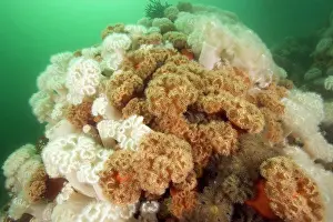 Damselfishes: aggregating anemone Metridium senile Alaska North Pacific Oc