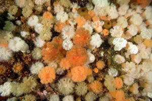 Damselfishes: aggregating anemone Metridium senile Alaska North Pacific Oc