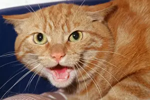 Hissing: AGGRESSIVE CAT - head close up