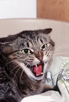 Hissing: AGGRESSIVE CAT - head close up