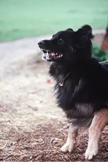 Snarling: AGGRESSIVE DOG