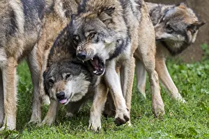 Attack: Two aggressive gray wolves (Canis lupus), grey wolves
