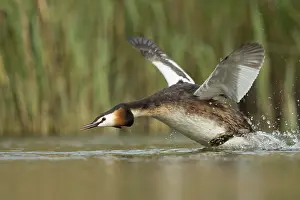 Attack: Aggressive... Great Crested Grebe (Podiceps Scalloped ribbonfish) sprints