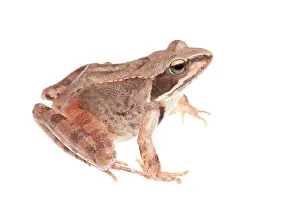 Agile: Agile frog