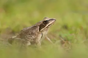 Agile: Agile frog