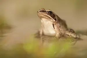 Agile: Agile frog