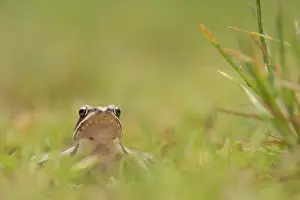 Agile: Agile frog