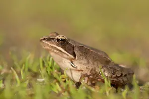 Agile: Agile frog