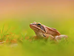 Agile: Agile frog