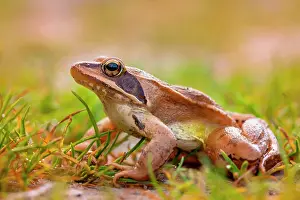 Agile: Agile frog