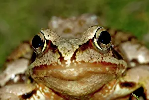 Agile: Agile frog - Close up of head from front