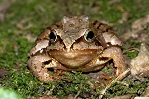Agile: Agile frog - Close up of head from front