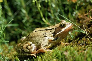 Dalmatina: Agile Frog - The hind legs are unusually long